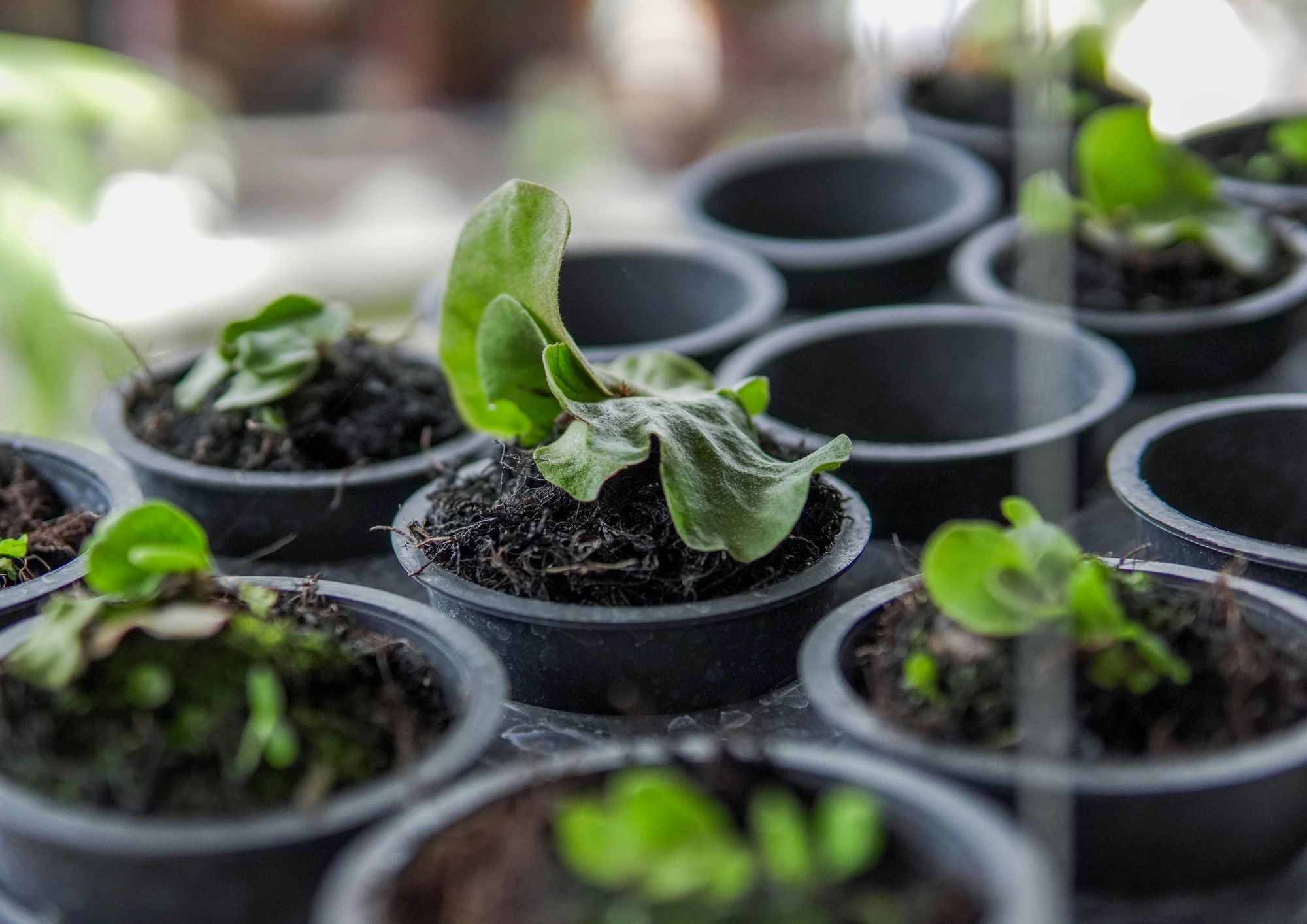 online plant nurseries use care guide blogs to keep customers coming back online plant nurseries use care guide blogs to keep customers coming back