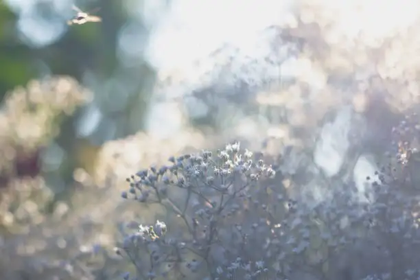 sage and dusty blue for garden wedding venues sage and dusty blue for garden wedding venues