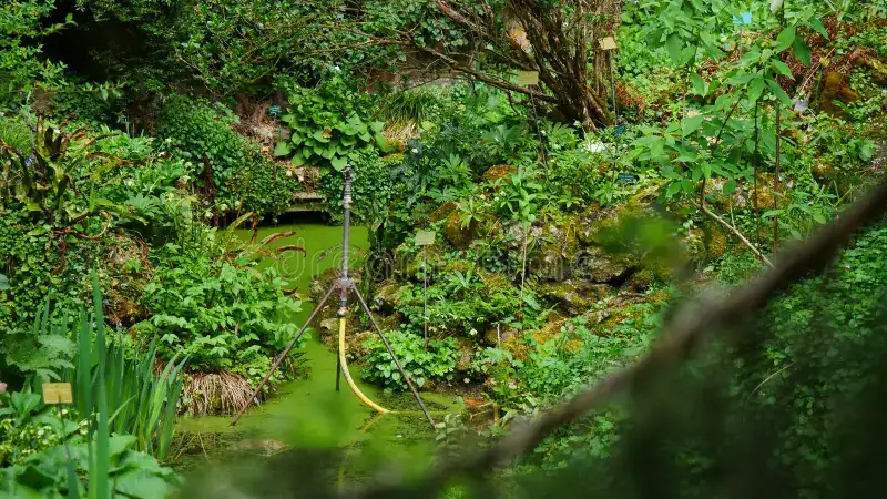 Lush Greenery Lush Greenery