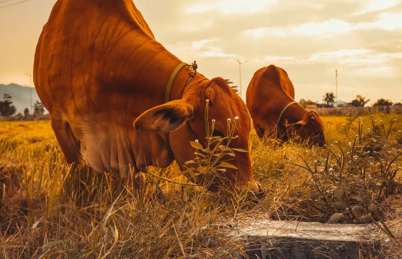 2 yellow cows