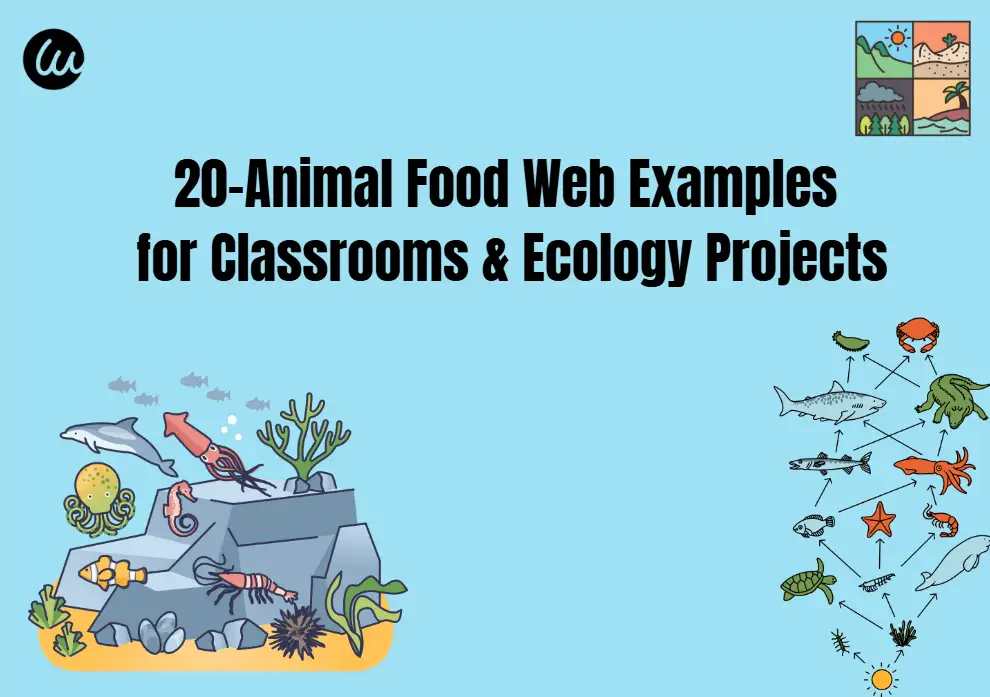 20-Animal Food Web Examples for Classrooms & Ecology Projects 20-Animal Food Web Examples for Classrooms & Ecology Projects