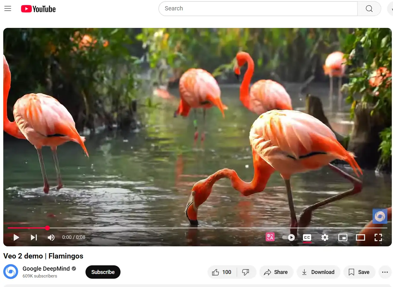 Flamingos playing