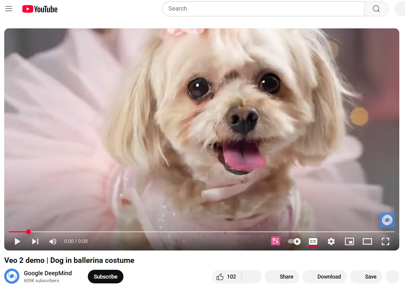 video of Cute puppy in a pink skirt