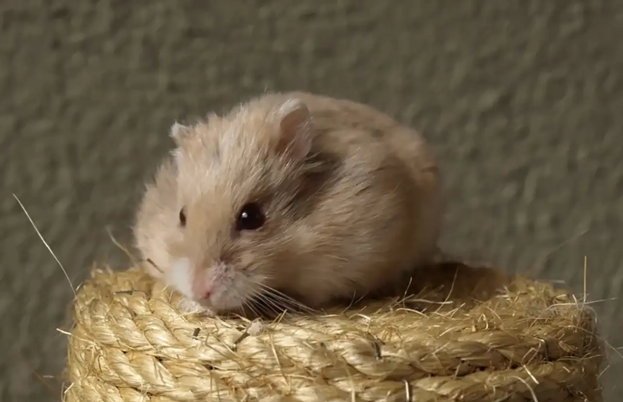 a cute hamster