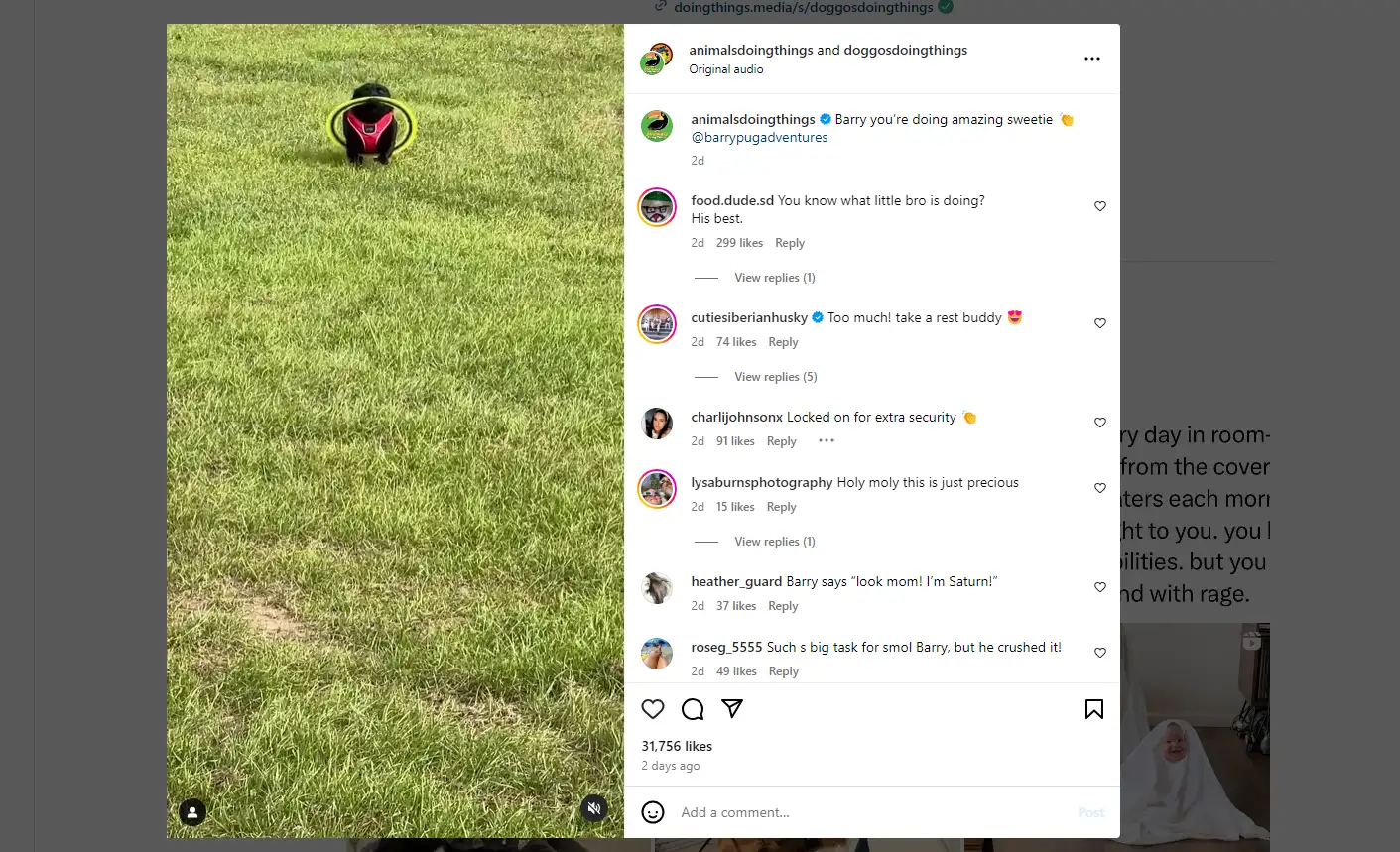 small dog with satellite dish costume standing on grass