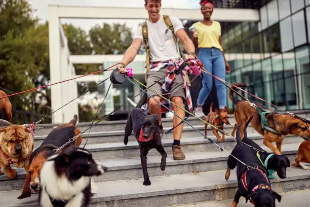 person walking dogs on leashes down urban stairs outside