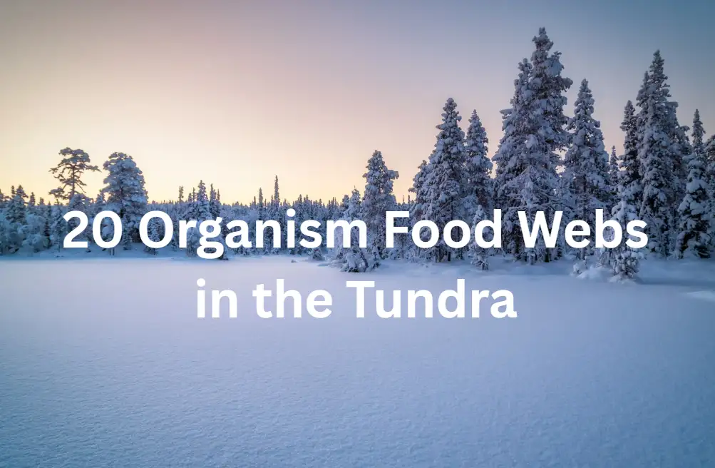 Tundra food web examples with 20 organisms Tundra food web examples with 20 organisms