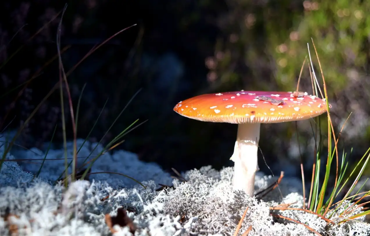 Agaric in a field surrounded by greenery under the sunlight Agaric in a field surrounded by greenery under the sunlight