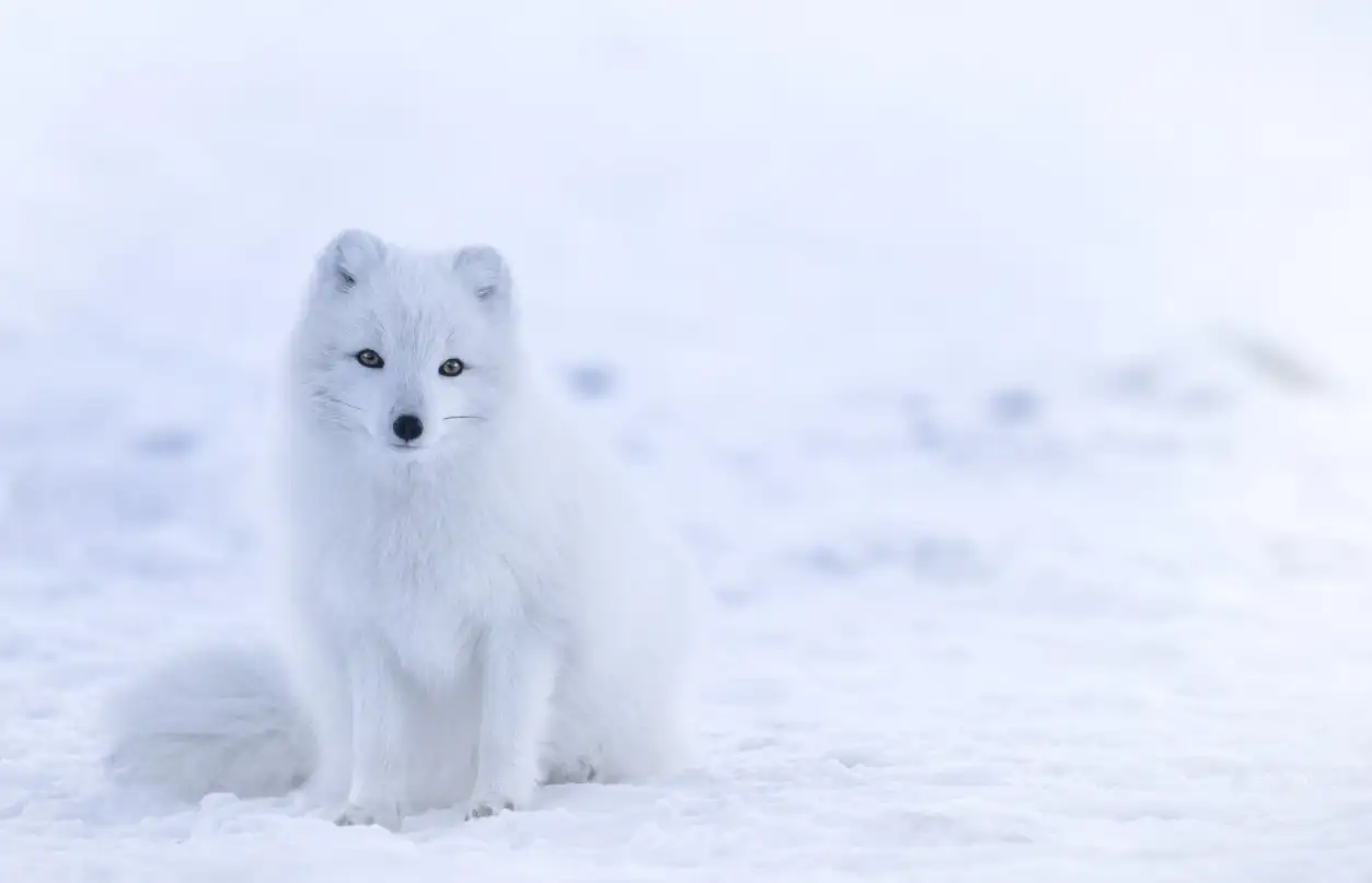 An arctic fox on a snowfield An arctic fox on a snowfield