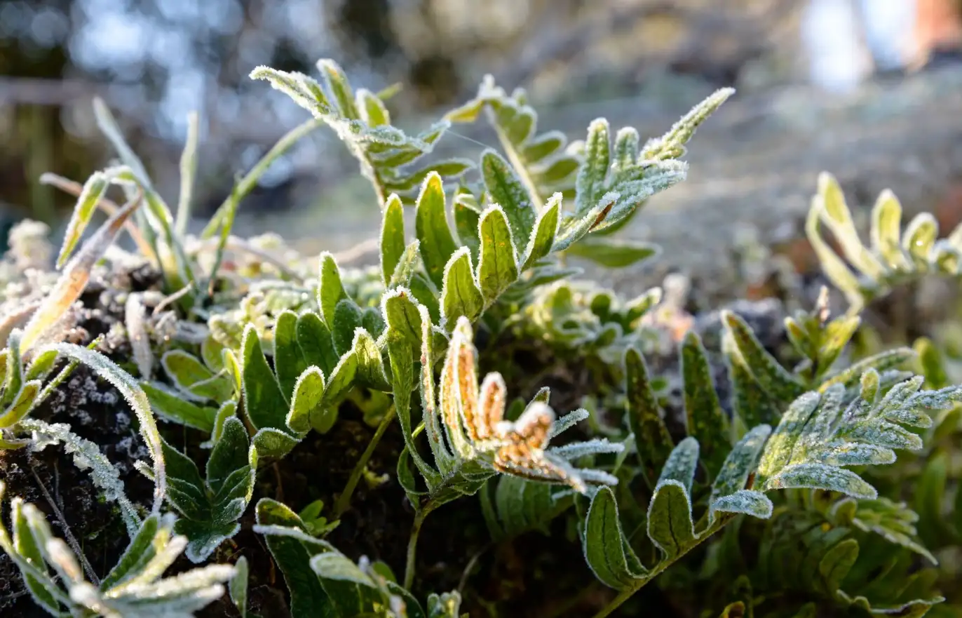 Green leaves covered with frost in the forest Green leaves covered with frost in the forest