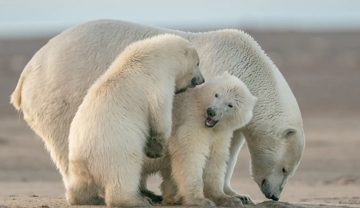 Three polar bears in the Arctic marine environment Three polar bears in the Arctic marine environment