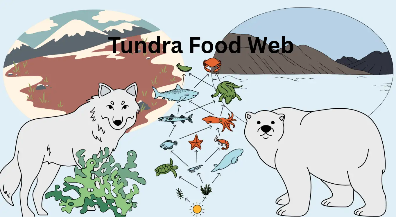 Two tertiary consumers of tundra food web Two tertiary consumers of tundra food web