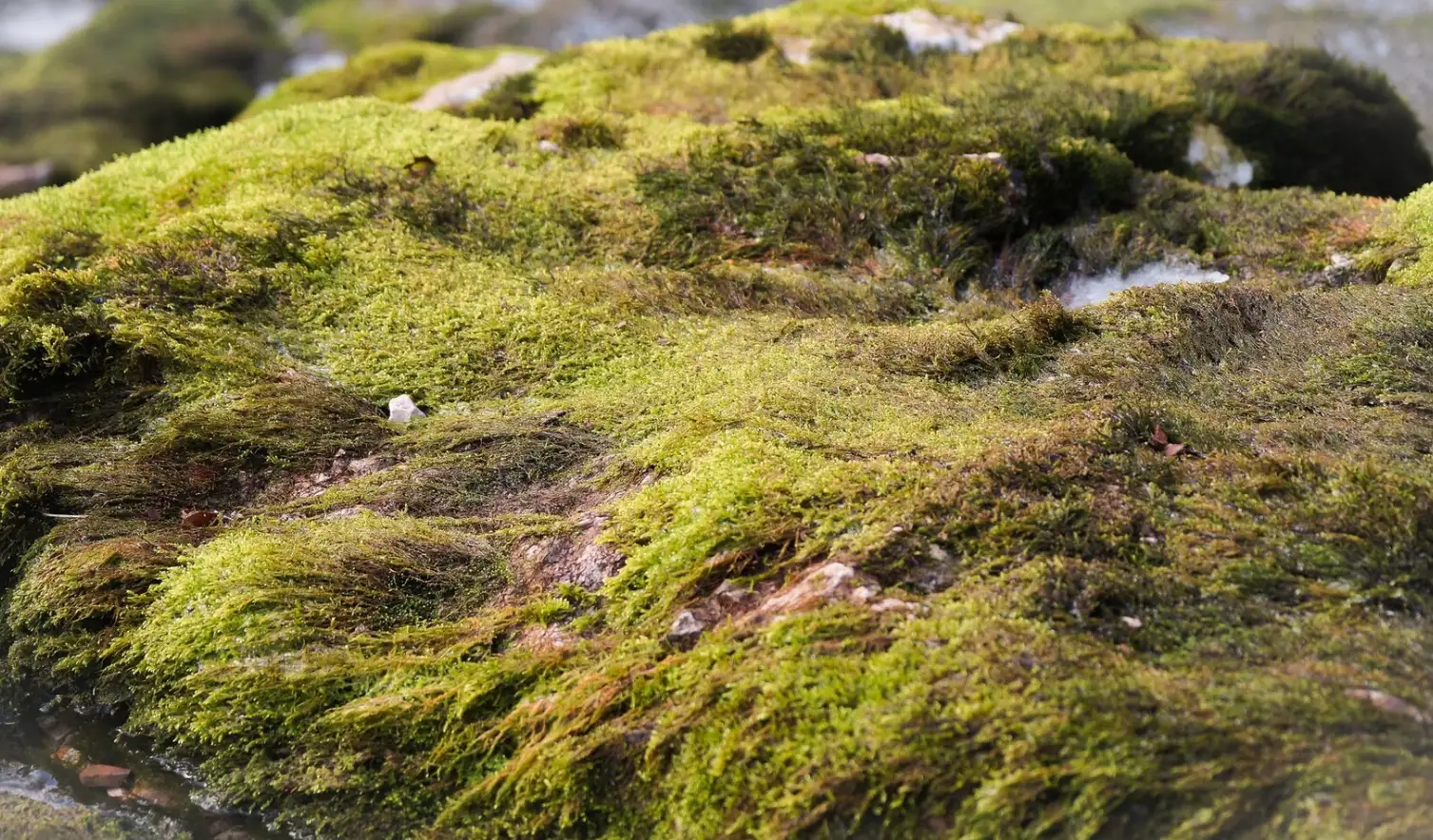 A rock covered with green moss A rock covered with green moss