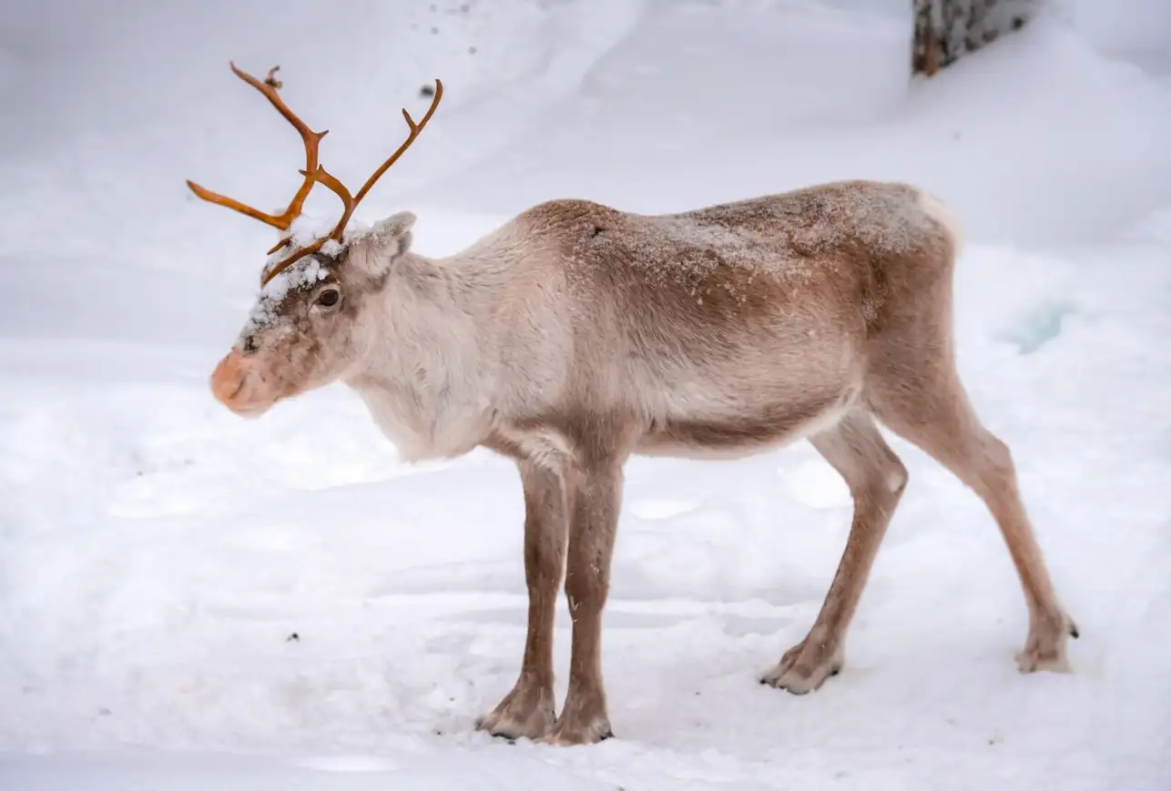 A deer on the snowy ground in the forest in winter A deer on the snowy ground in the forest in winter