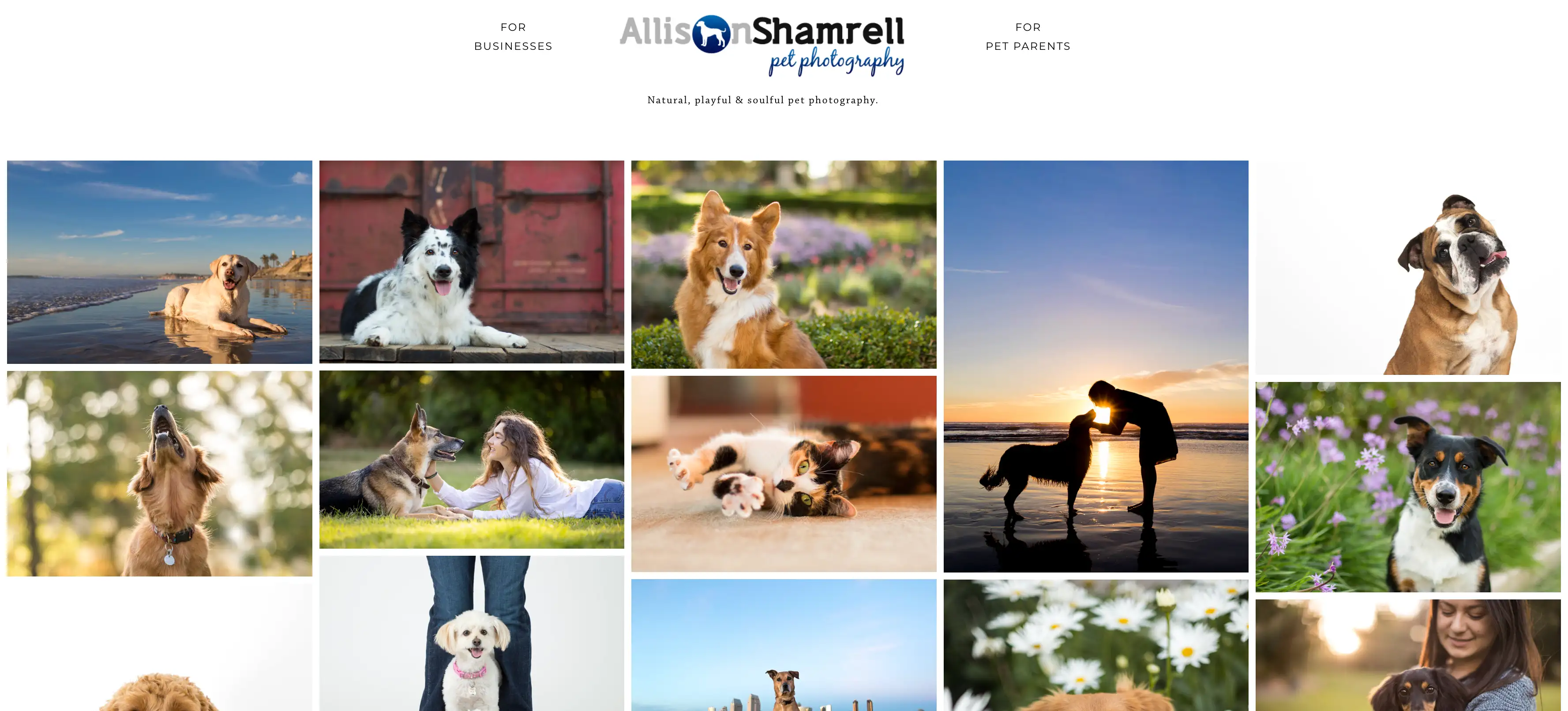 allison shamrell pet website
