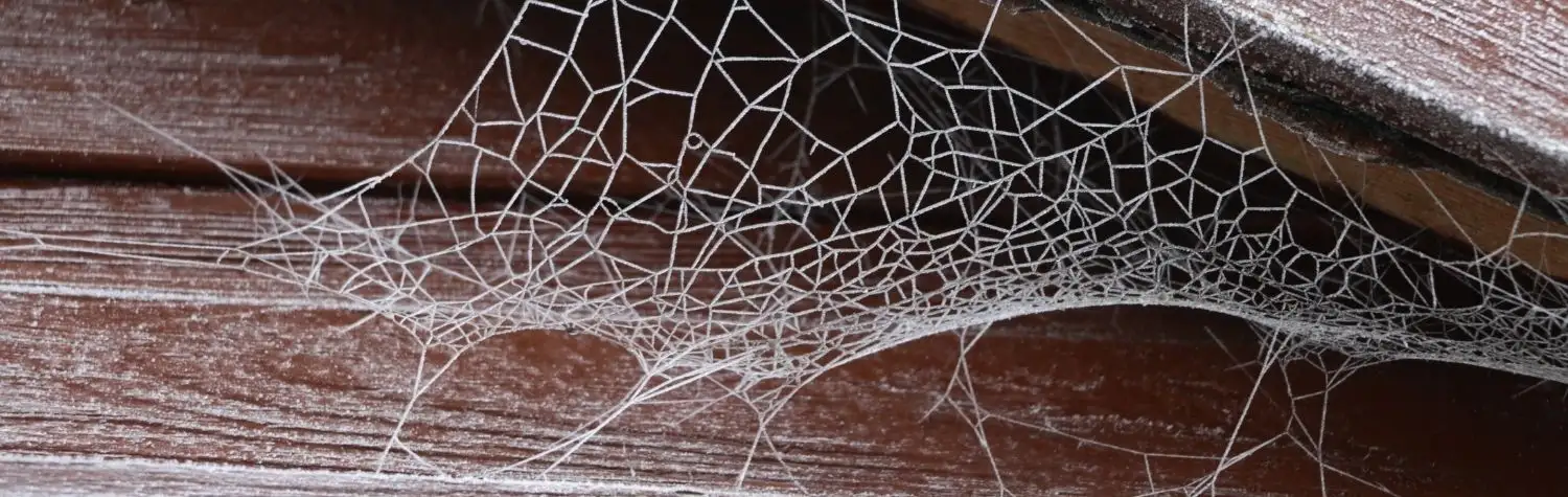 cobwebs cobwebs