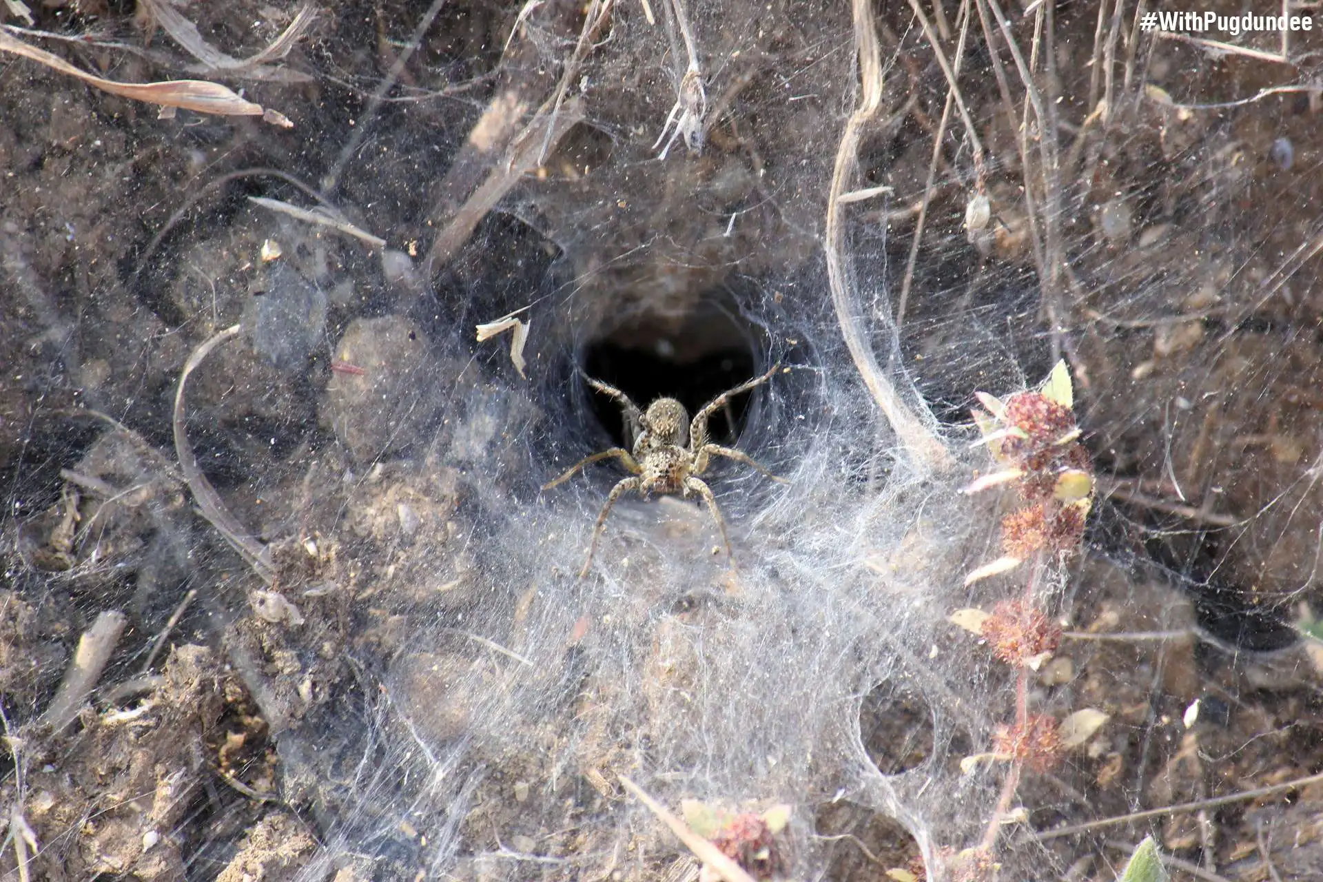 funnel webs funnel webs