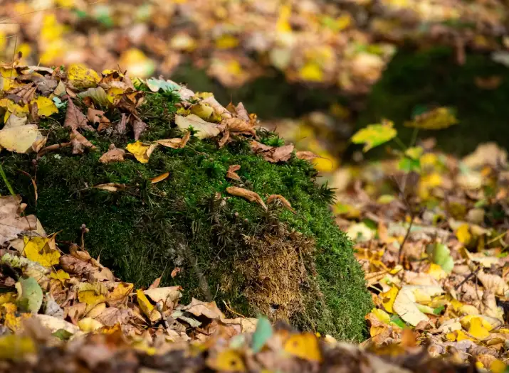 Nature and Green Earth Sites often use greens blues and yellows